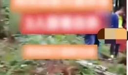 天鹅林场最新爆料信息网,揭秘神秘事件背后的真相